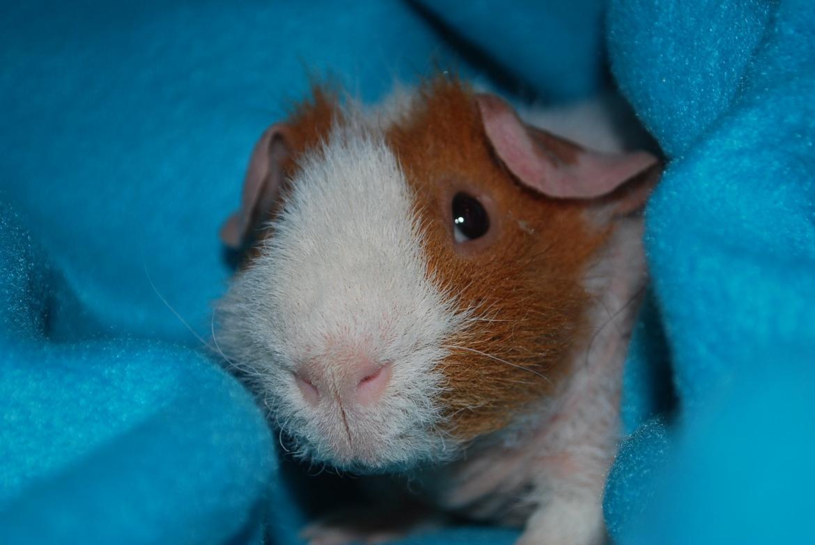 Marsvin Intense Pistachio von Fancy billede 3