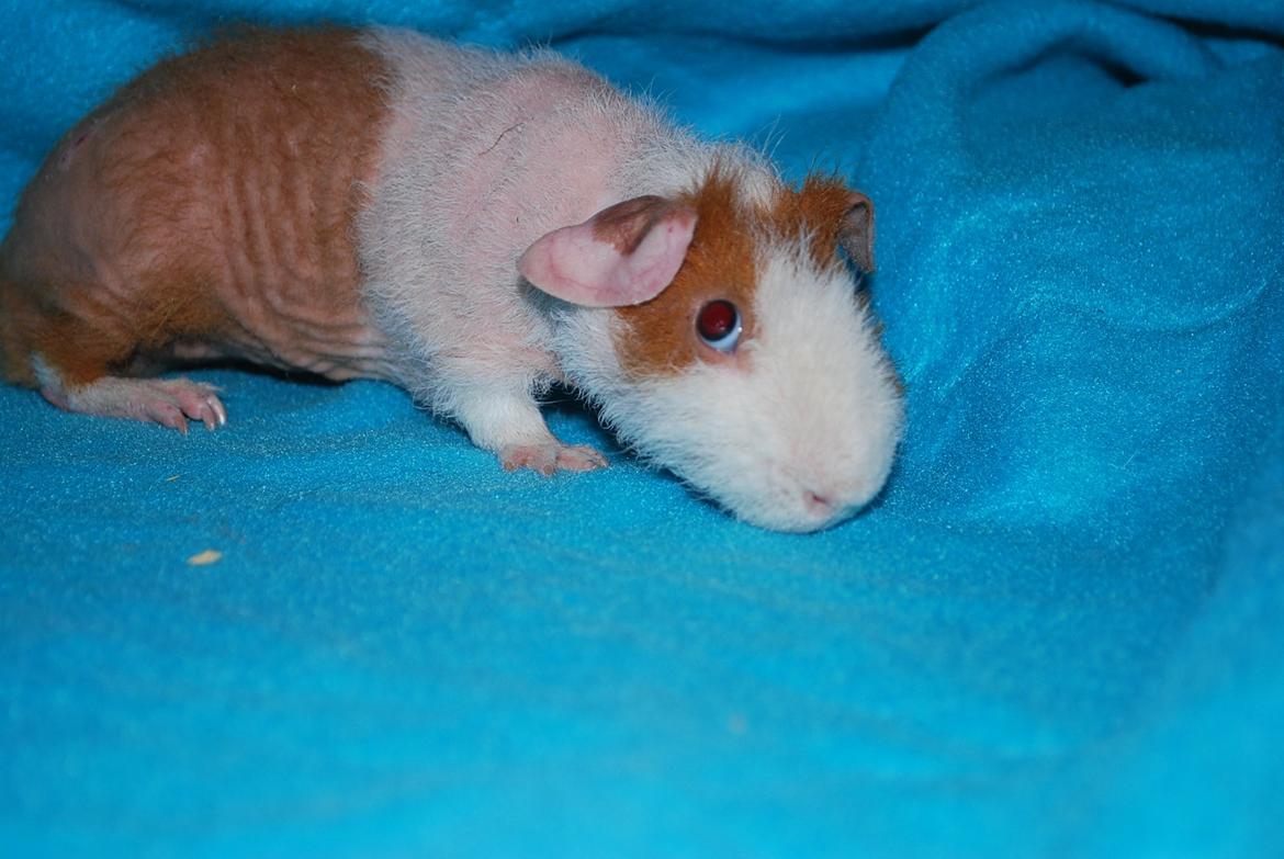 Marsvin Intense Pistachio von Fancy billede 4