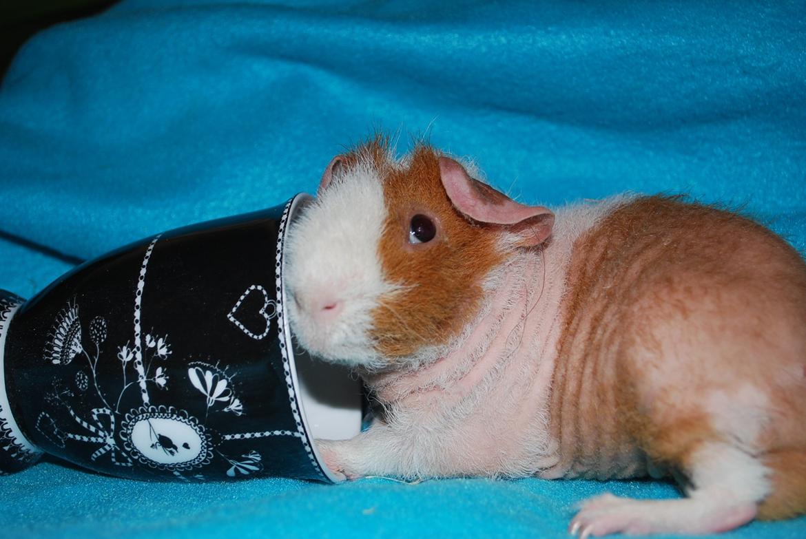 Marsvin Intense Pistachio von Fancy billede 5