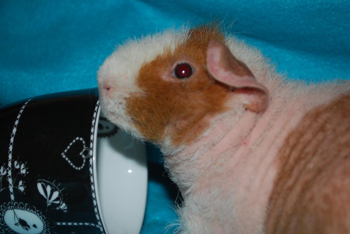 Marsvin Intense Pistachio von Fancy billede 6