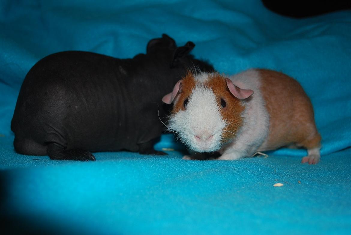 Marsvin Intense Pistachio von Fancy billede 7