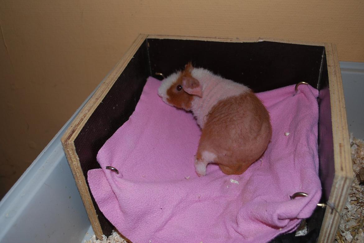 Marsvin Intense Pistachio von Fancy billede 8