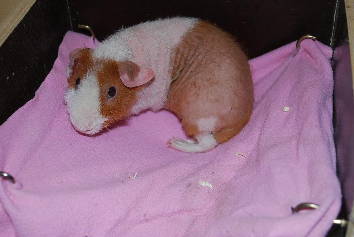 Marsvin Intense Pistachio von Fancy billede 9