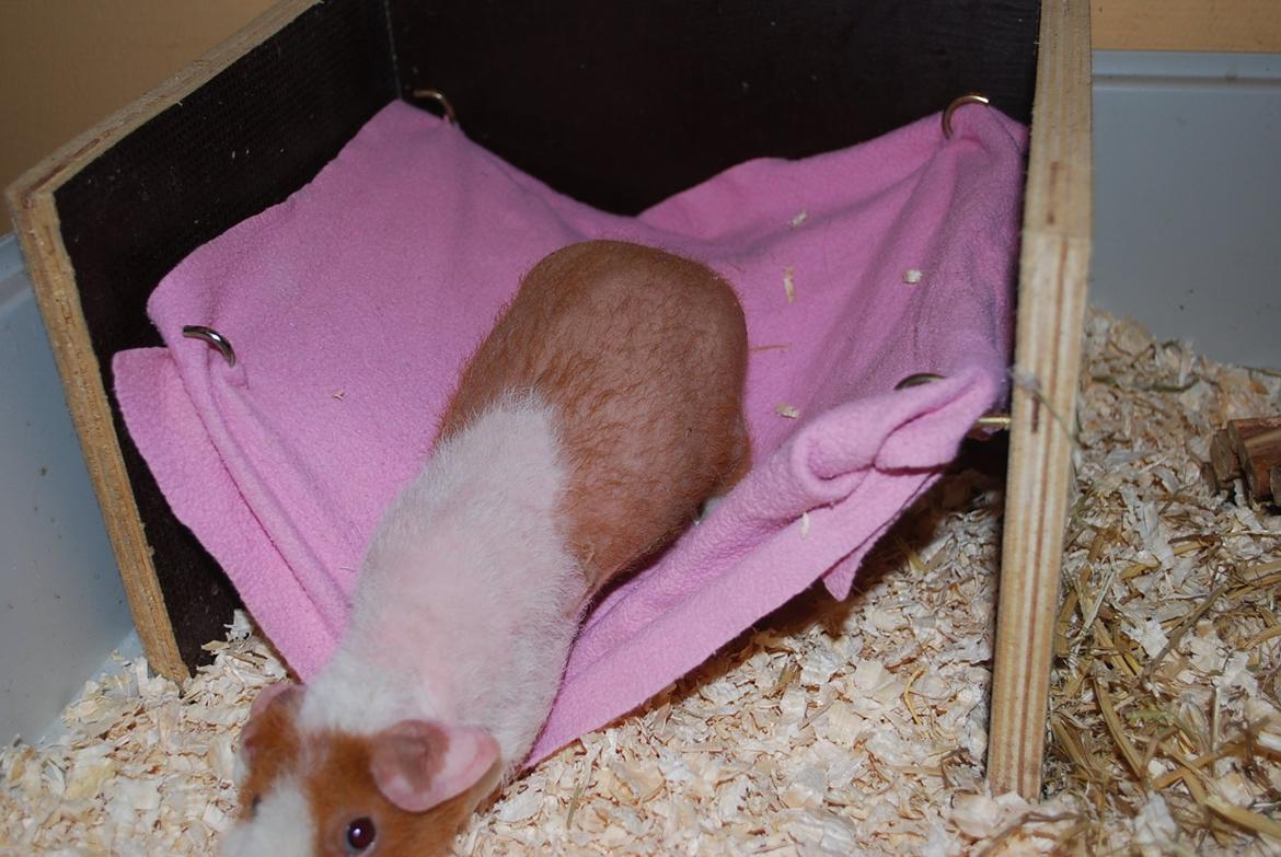 Marsvin Intense Pistachio von Fancy billede 10