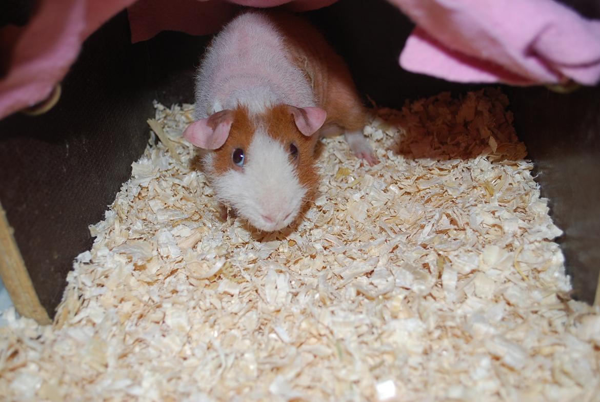 Marsvin Intense Pistachio von Fancy billede 11