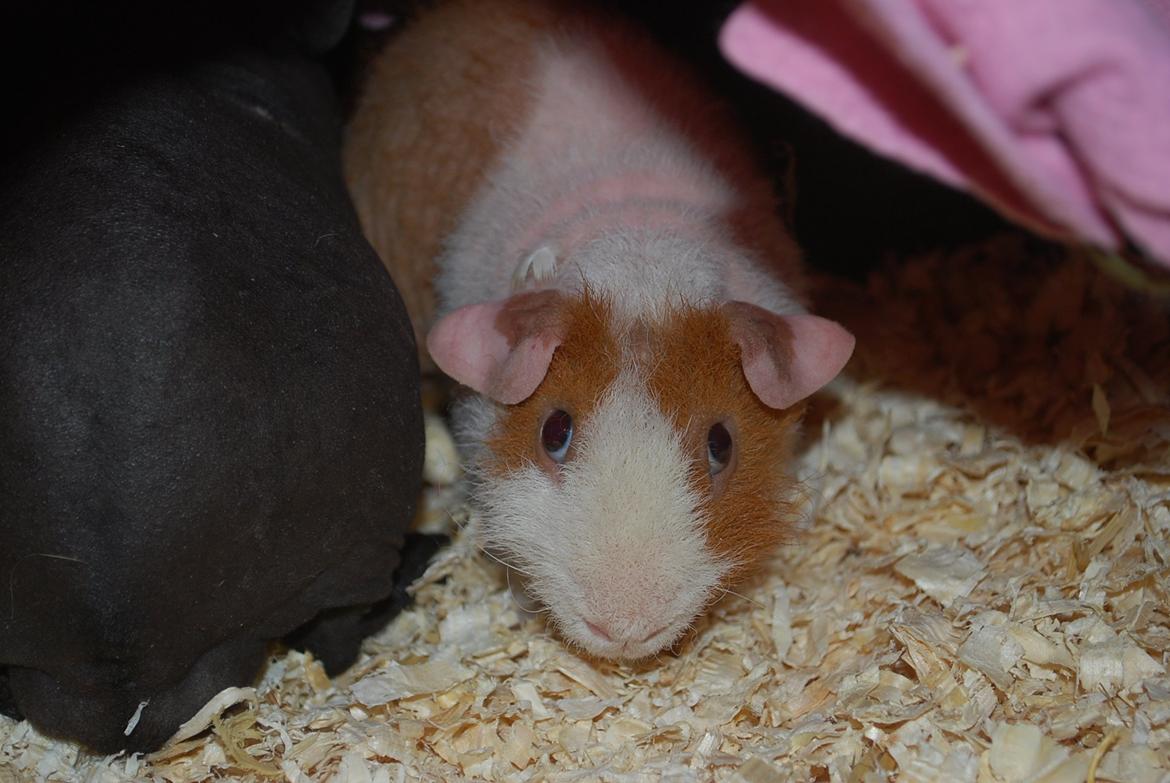 Marsvin Intense Pistachio von Fancy billede 12