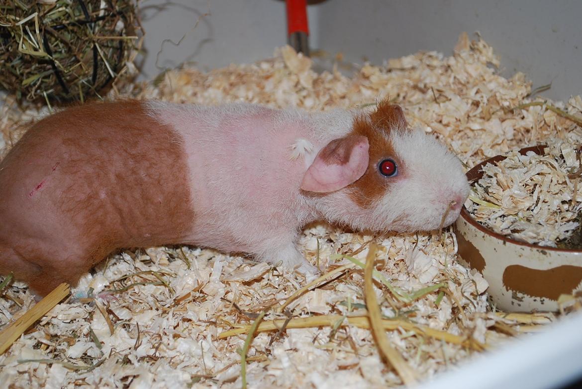 Marsvin Intense Pistachio von Fancy billede 13