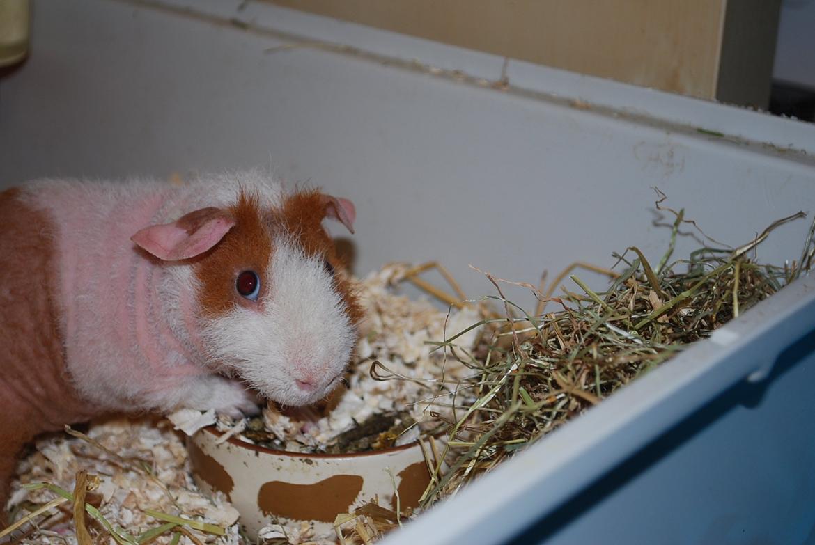 Marsvin Intense Pistachio von Fancy billede 14