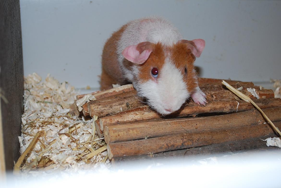 Marsvin Intense Pistachio von Fancy billede 15