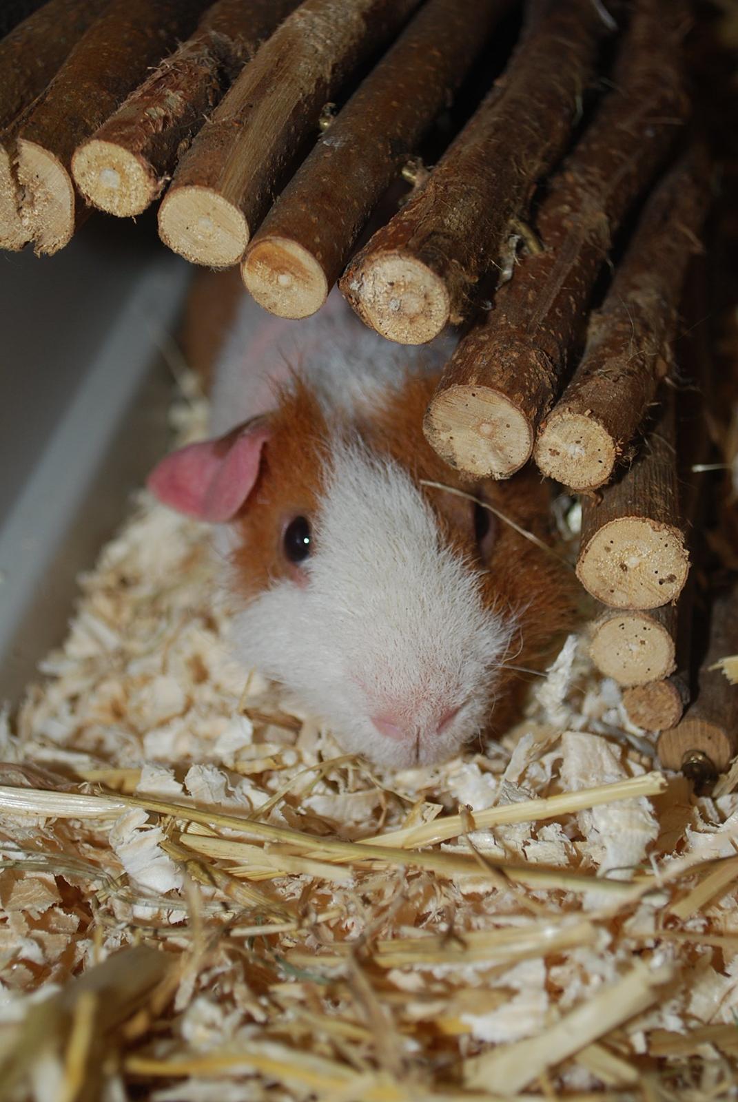 Marsvin Intense Pistachio von Fancy billede 16