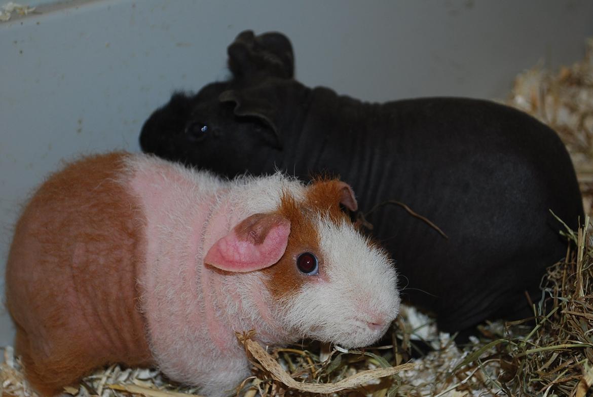 Marsvin Intense Pistachio von Fancy billede 17