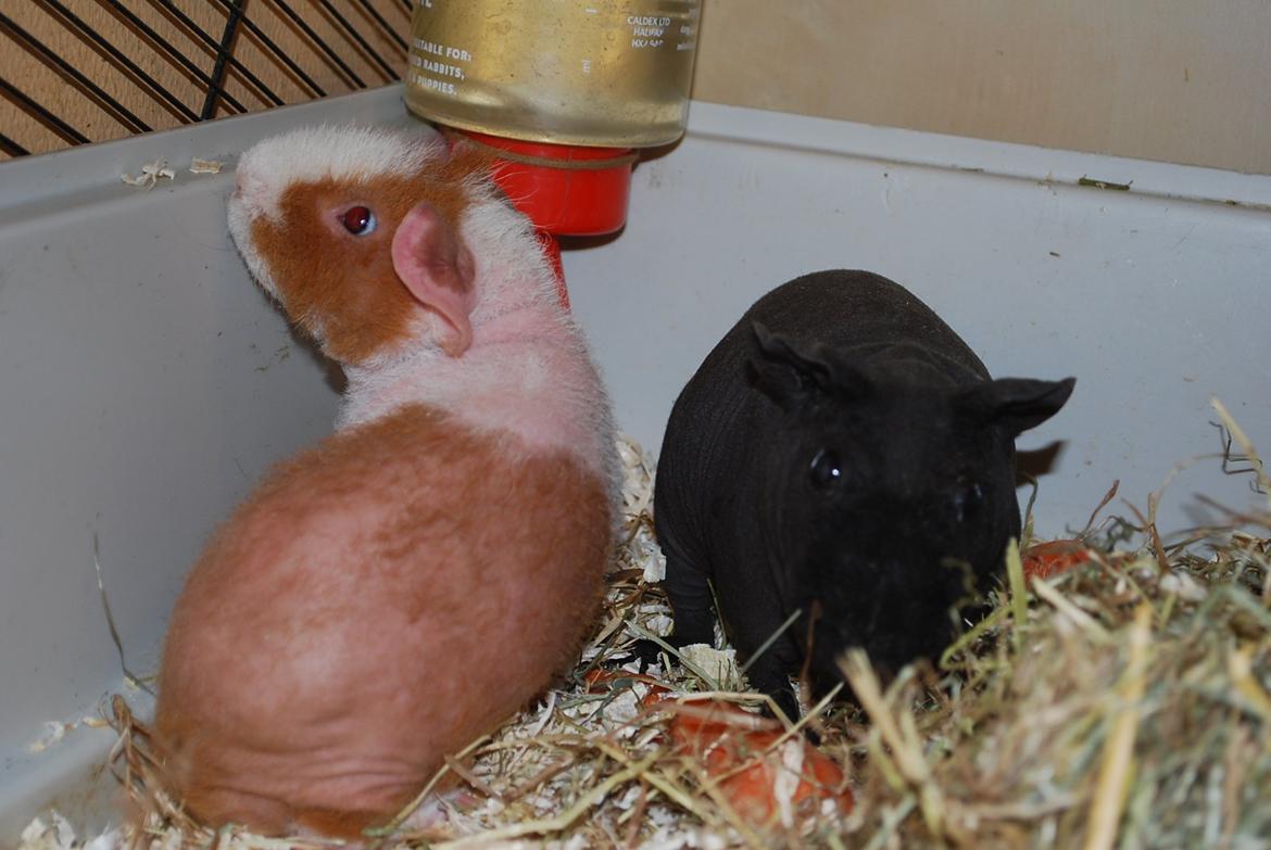 Marsvin Intense Pistachio von Fancy billede 18