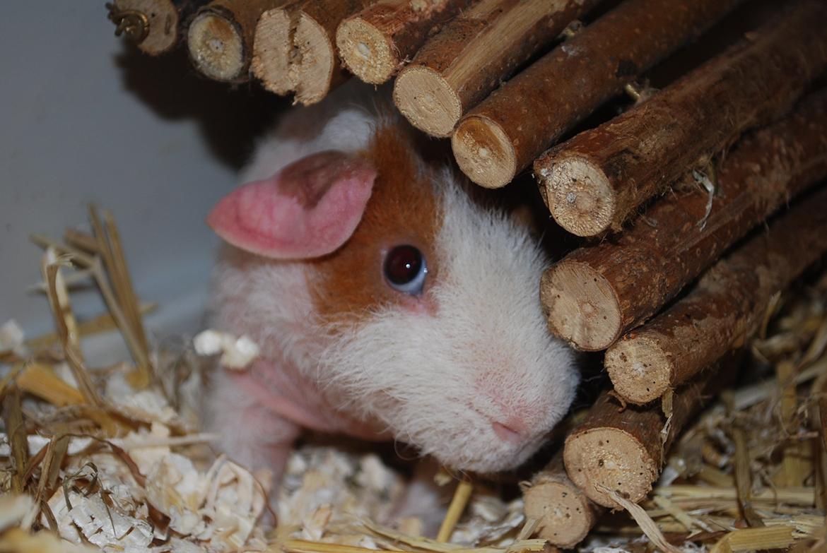 Marsvin Intense Pistachio von Fancy billede 19