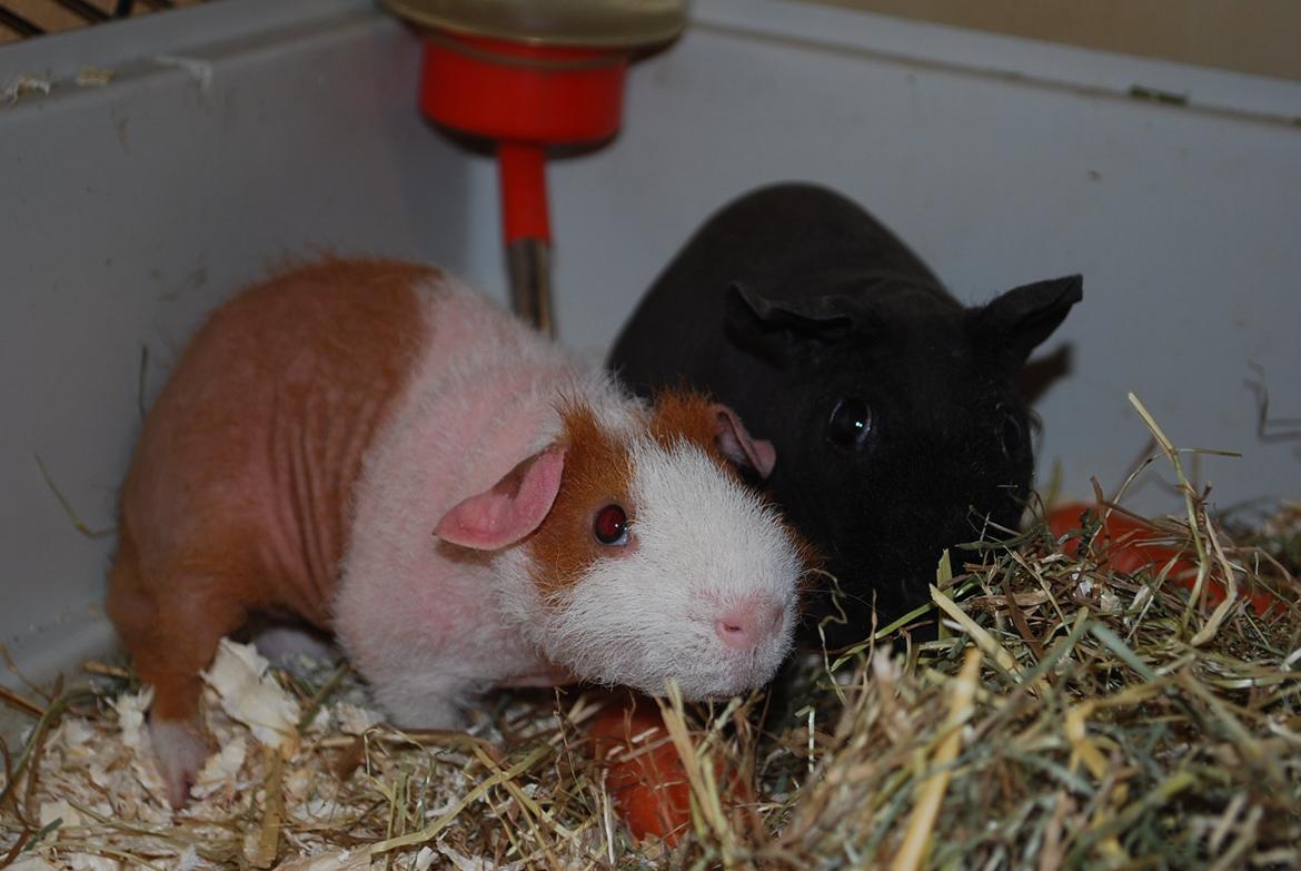 Marsvin Intense Pistachio von Fancy billede 20