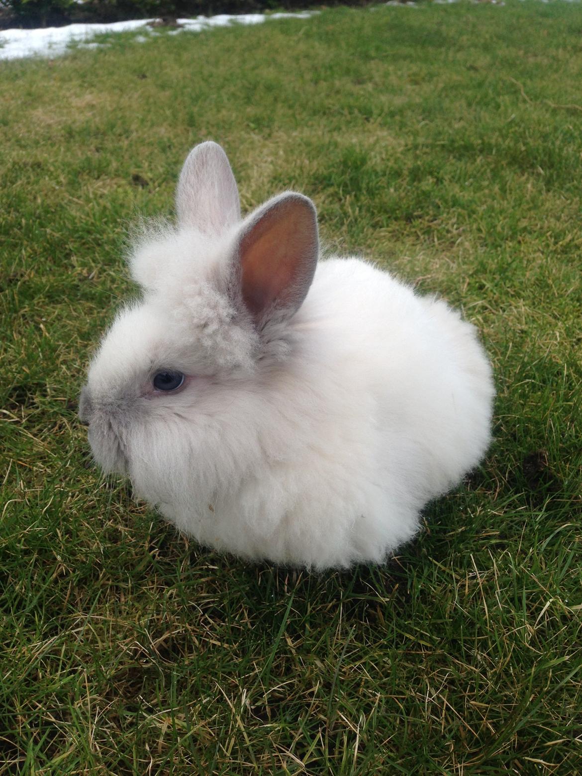 Kanin Lilly billede 4