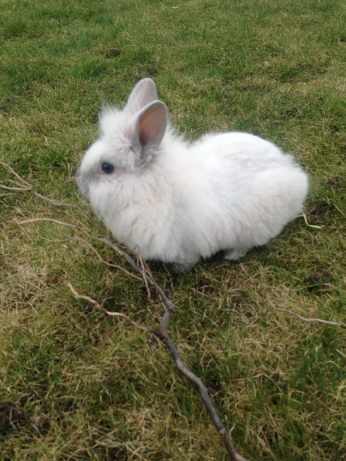 Kanin Lilly billede 5