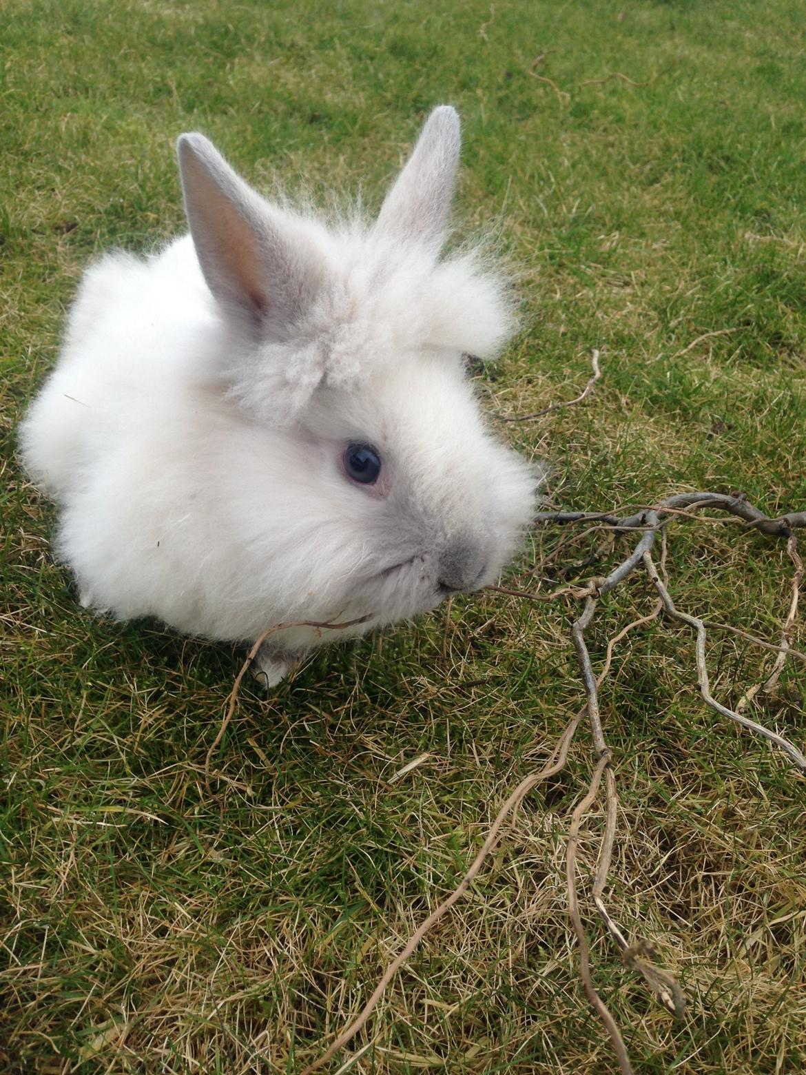 Kanin Lilly billede 6