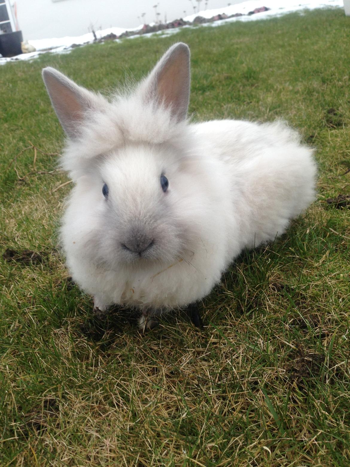 Kanin Lilly billede 3