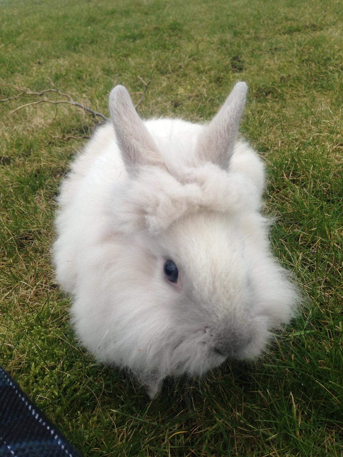Kanin Lilly billede 7