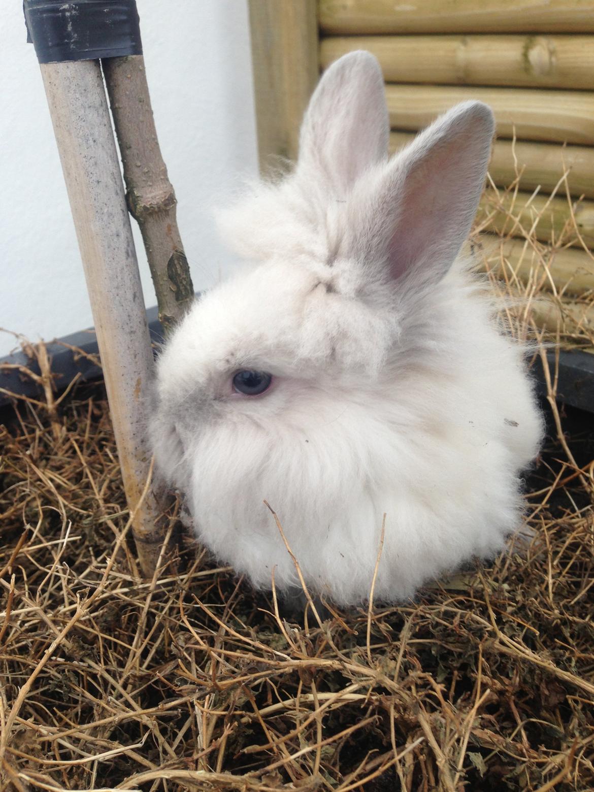 Kanin Lilly billede 8