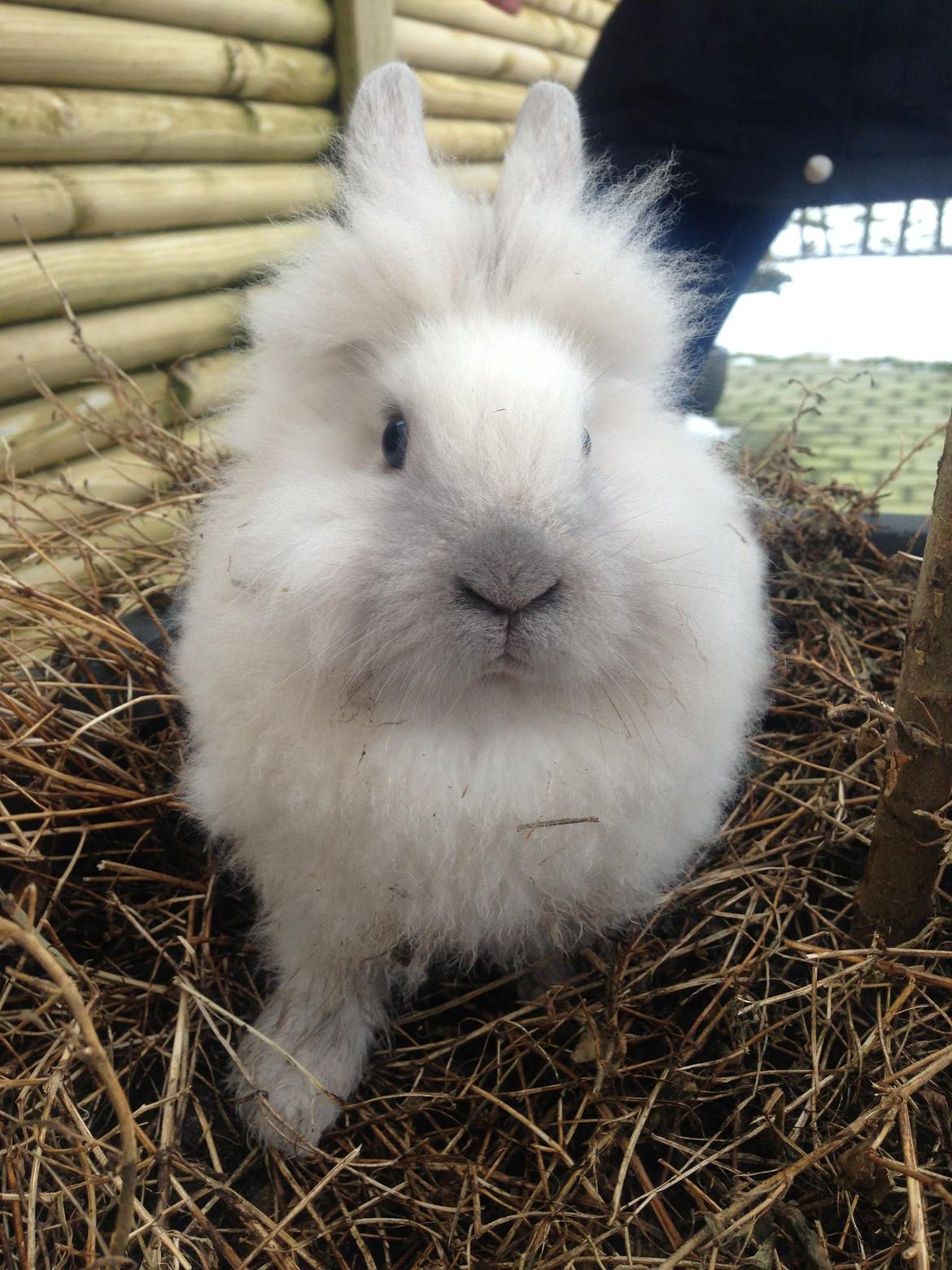 Kanin Lilly billede 1