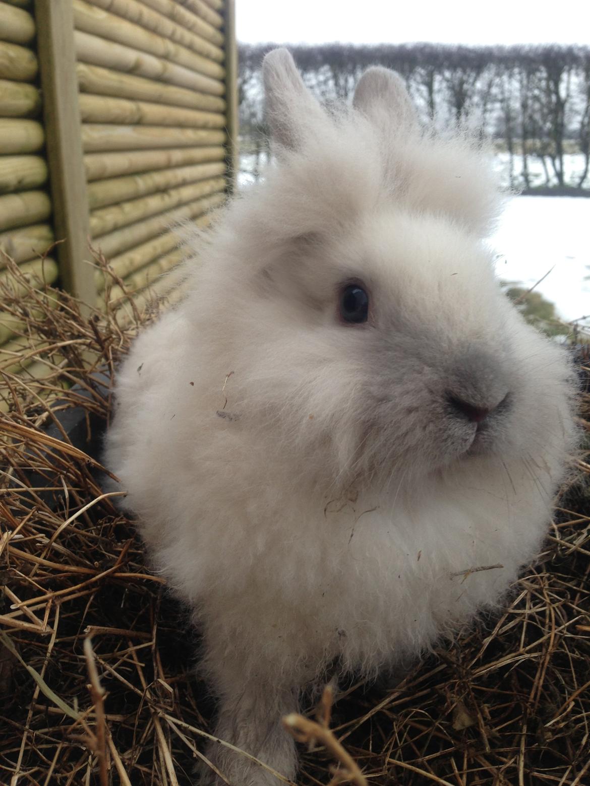 Kanin Lilly billede 2