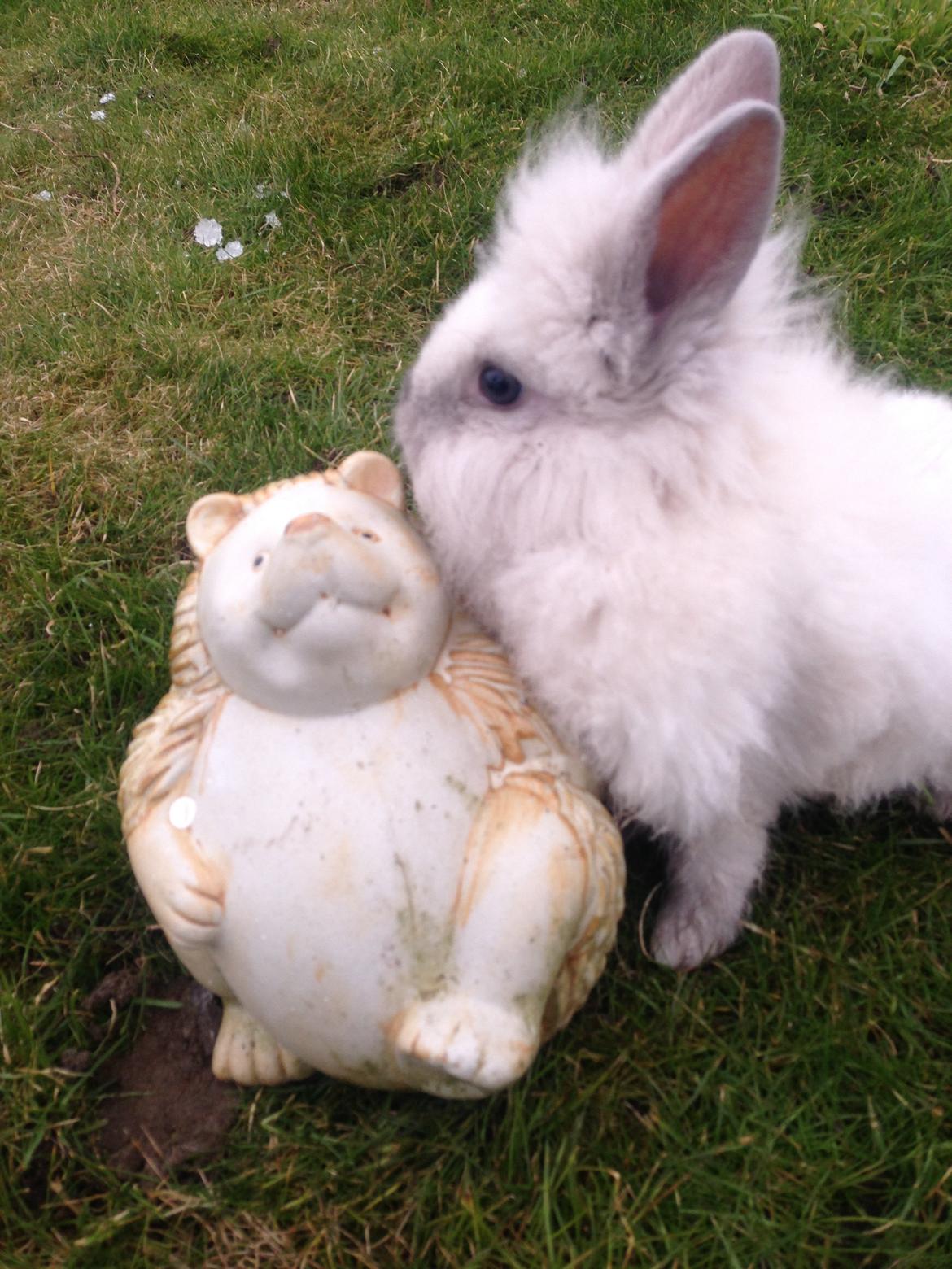 Kanin Lilly billede 9