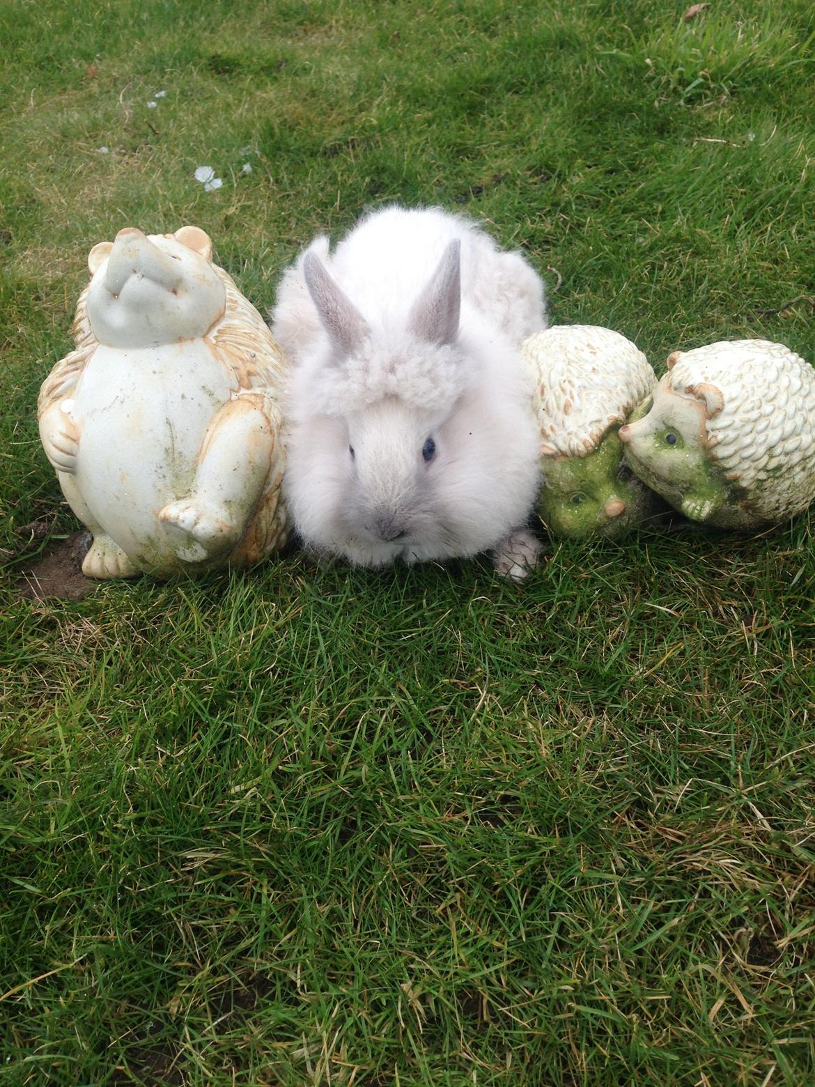 Kanin Lilly billede 10