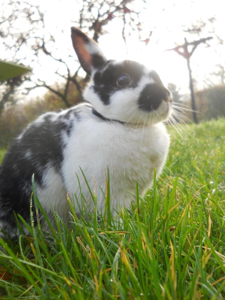 Kanin Nette - Velkommen til Nette's profil! :D billede 1