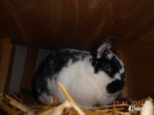 Kanin Nette billede 3