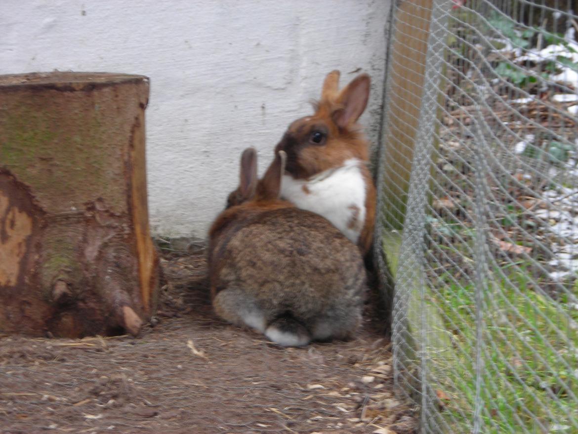 Kanin Paladset's Nuzzer billede 3