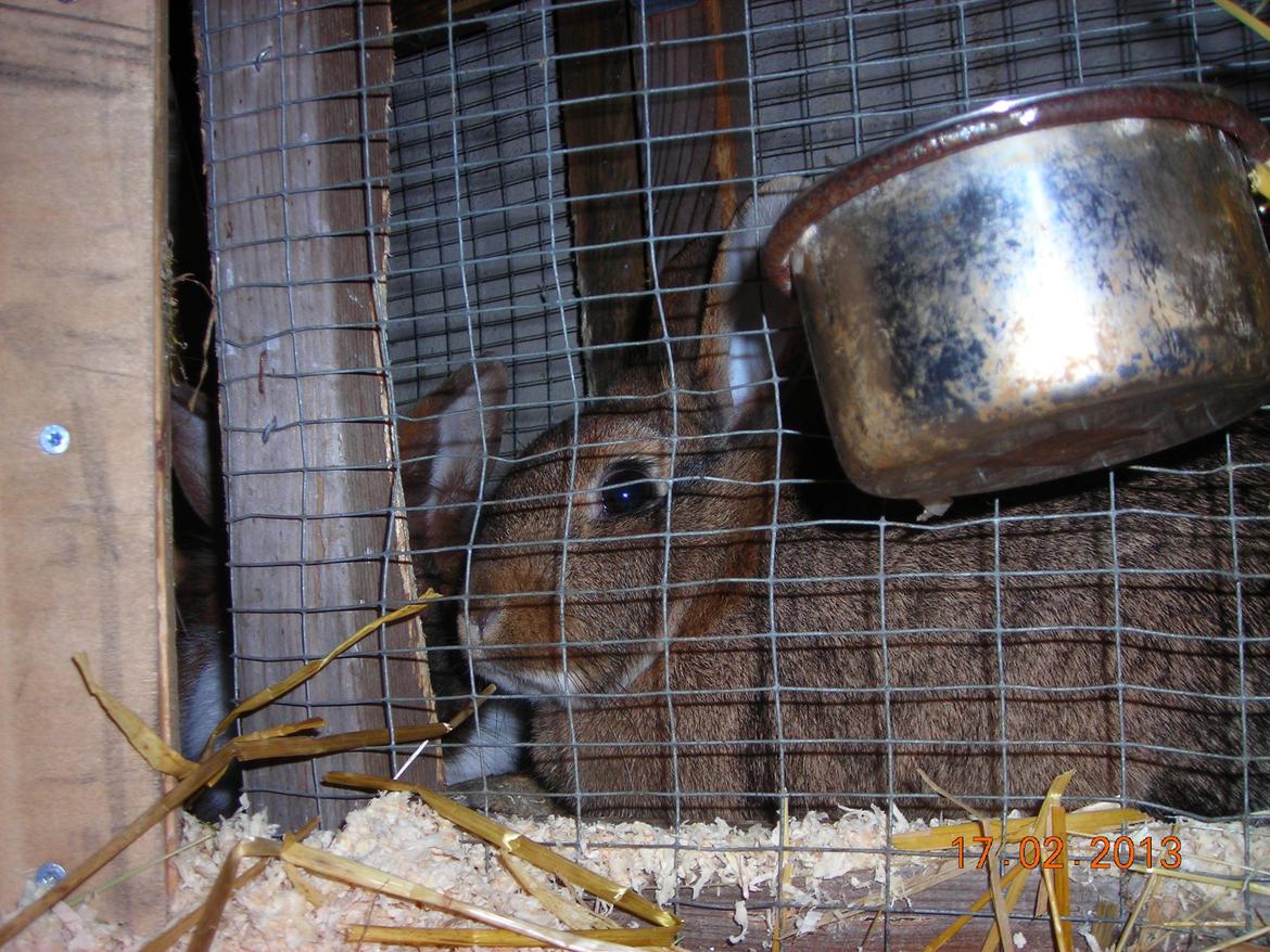 Kanin Paladset's Nuzzer billede 4