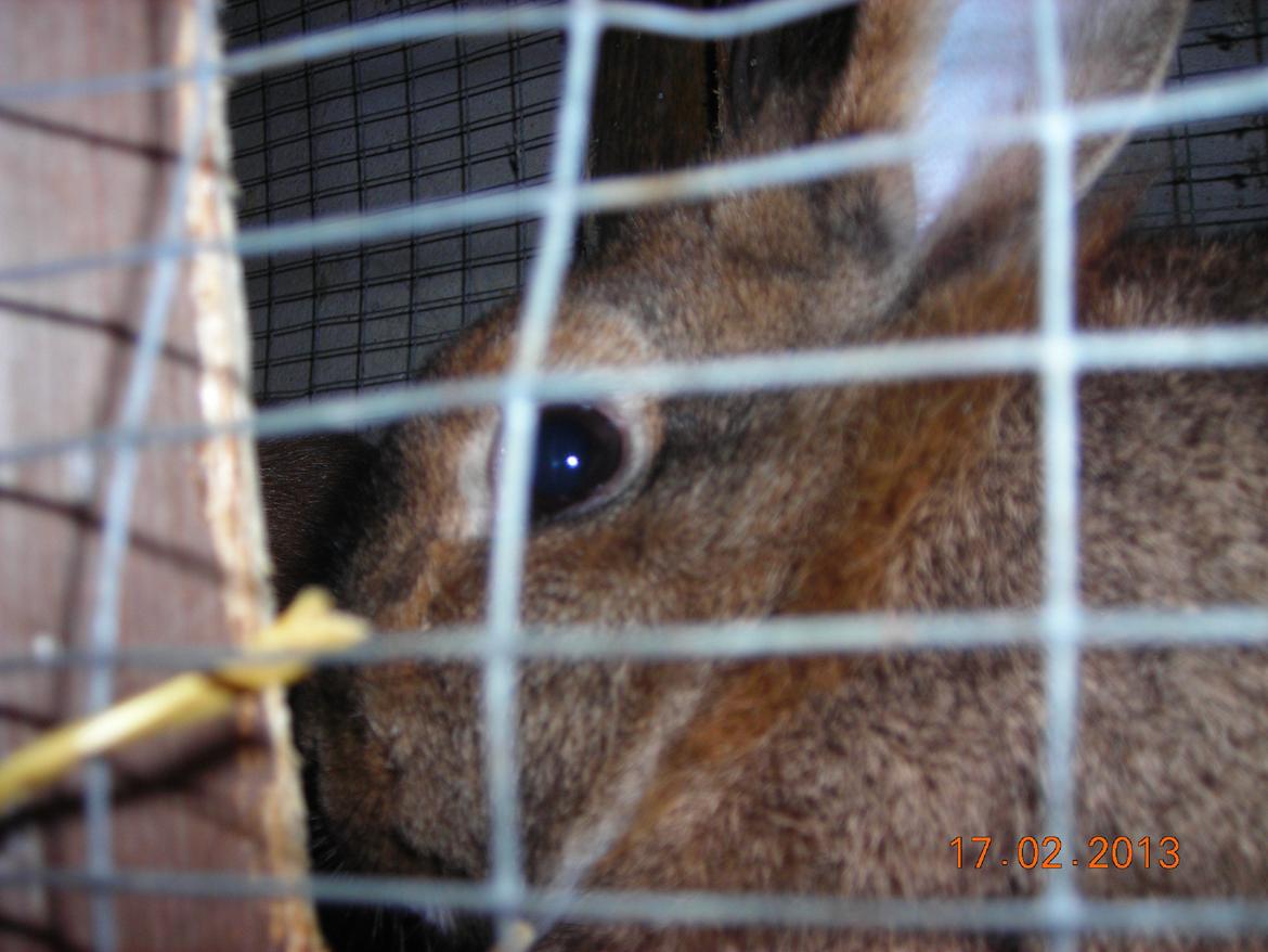 Kanin Paladset's Nuzzer billede 5