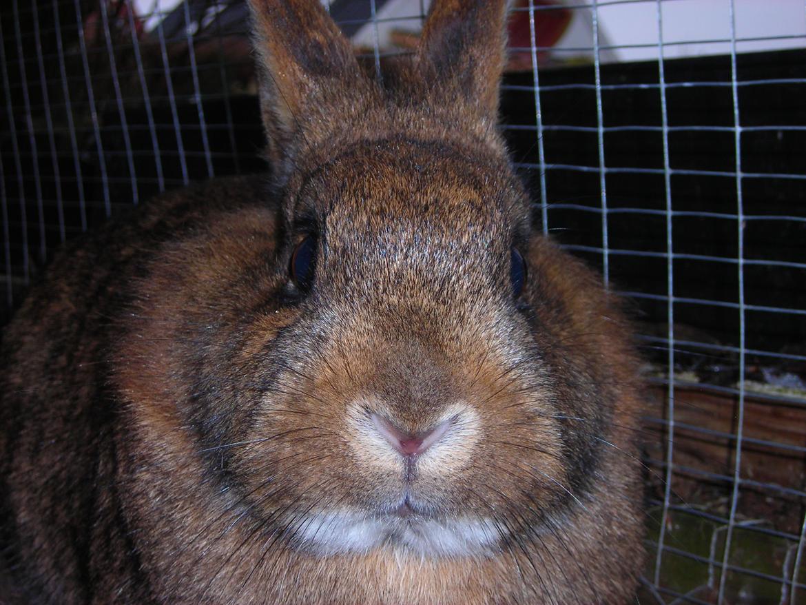 Kanin Paladset's Nuzzer - Nuzzer! :D billede 2