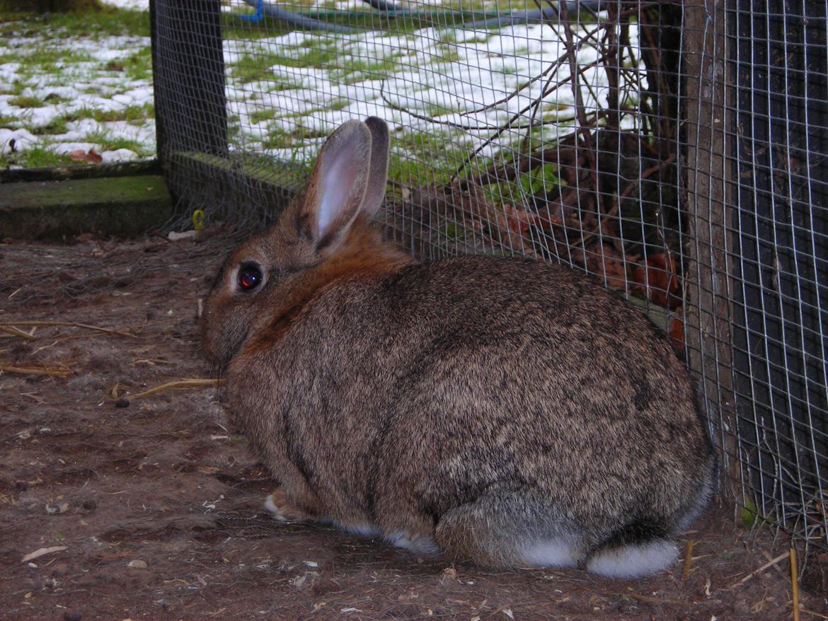 Kanin Paladset's Nuzzer billede 6