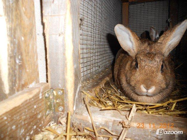 Kanin Paladset's Nuzzer billede 7