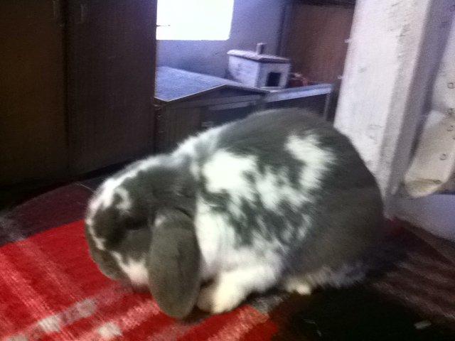 Kanin Nuggi billede 2