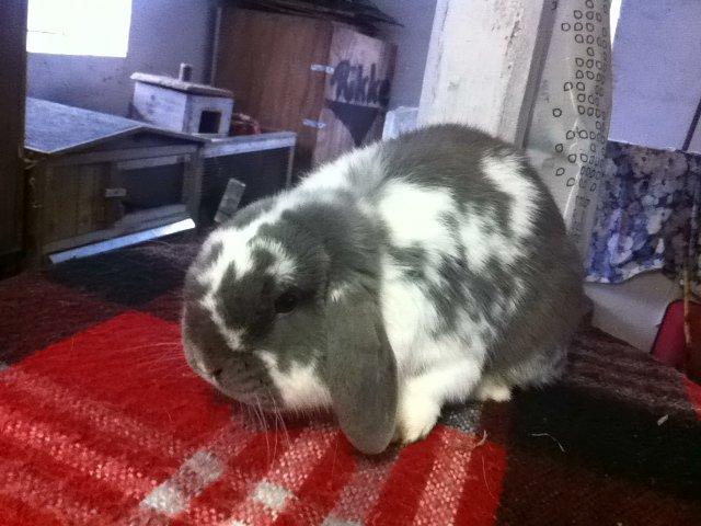 Kanin Nuggi billede 4