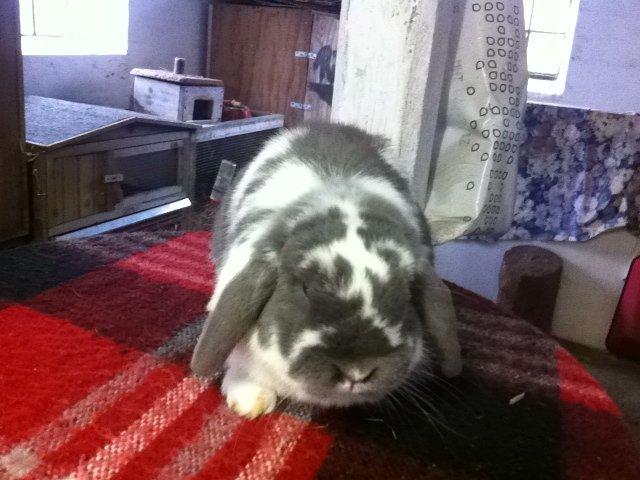 Kanin Nuggi billede 6