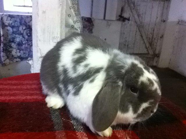 Kanin Nuggi billede 8