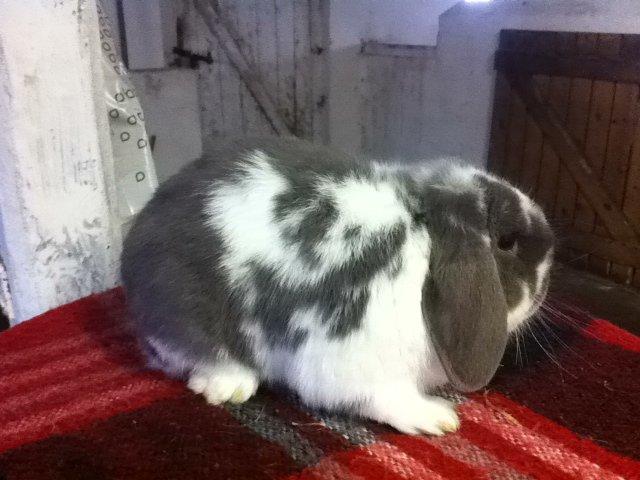 Kanin Nuggi billede 10