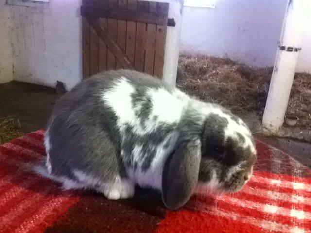 Kanin Nuggi billede 12