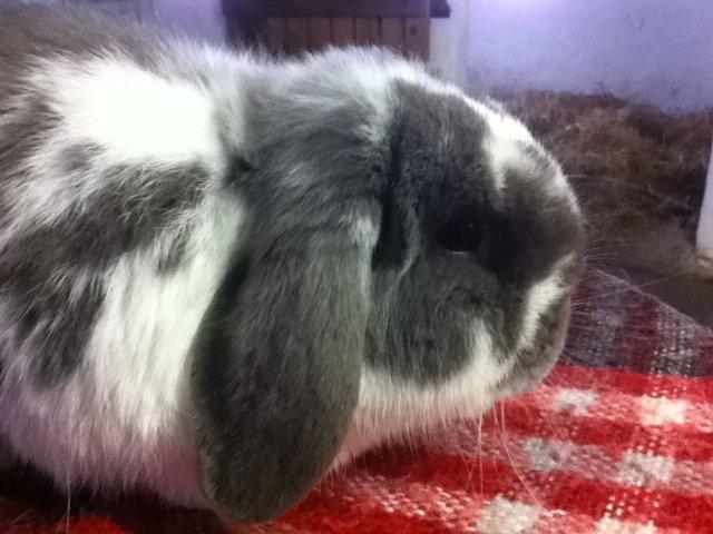 Kanin Nuggi billede 13