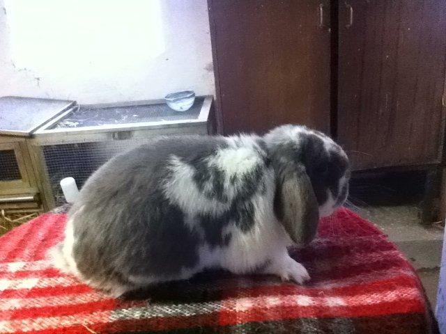 Kanin Nuggi billede 14