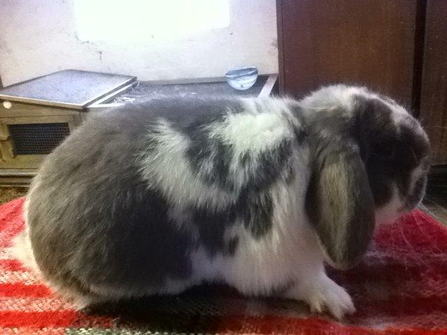 Kanin Nuggi billede 15