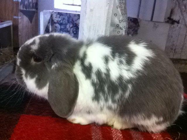 Kanin Nuggi billede 16