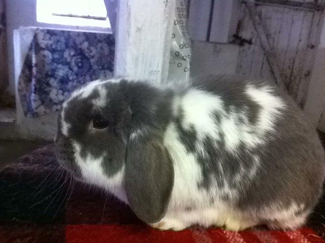 Kanin Nuggi billede 17