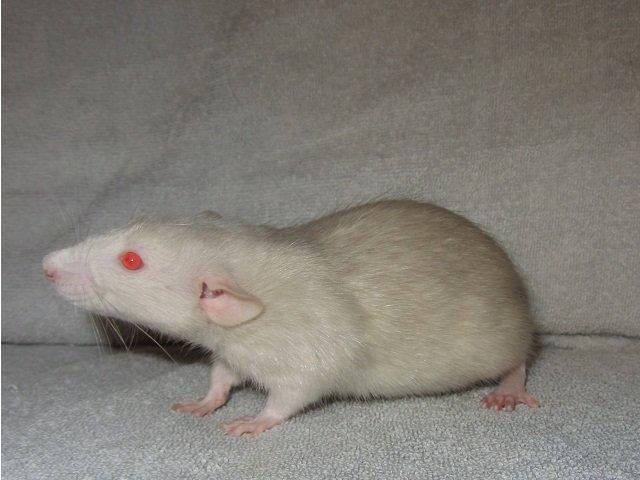 Tamrotte Spir RIP billede 1