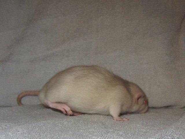 Tamrotte Spir RIP billede 6