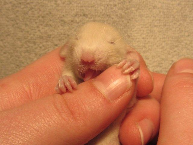 Tamrotte Spir RIP billede 2